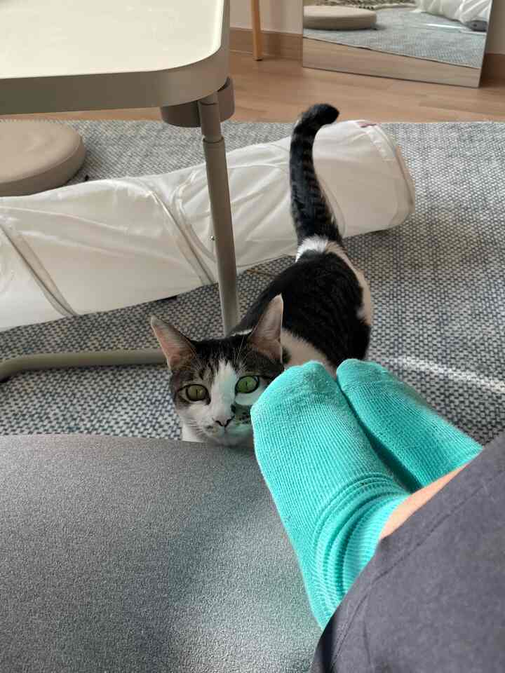 ナチュラルトーンのラグと猫がいる、居心地の良いリビング空間