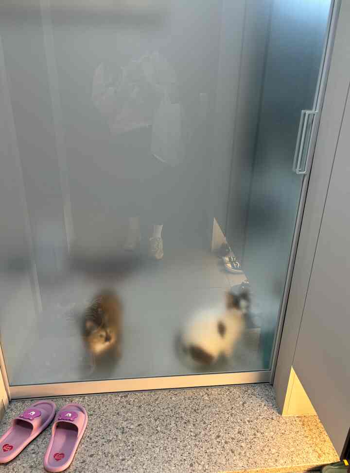 玄関のすりガラス引き戸の向こうに猫が2匹見える、グレーの床と明るい空間が特徴的な入り口