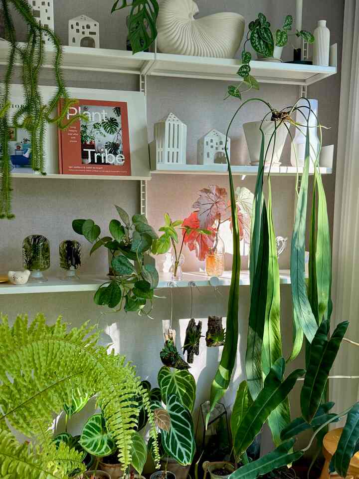 greenticaさんのインテリア実例写真