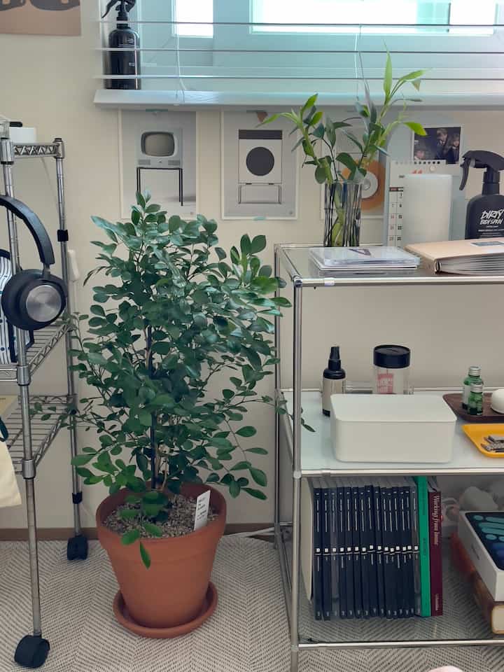 ナチュラルな色調の小さな部屋、テラコッタ鉢の大きな植物と整理されたメタルシェルフが配置された印象的な空間