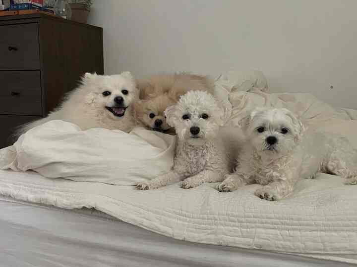 白とクリーム色の寝室、枕と寝具の上に4匹の犬が横たわる、温かみのある空間