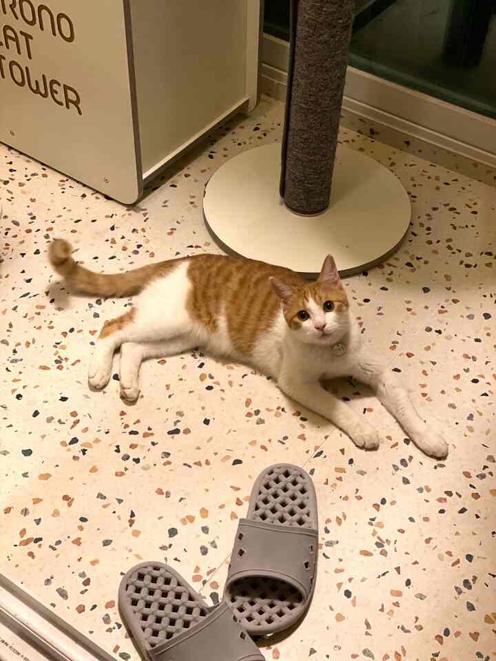 白を基調としたテラゾータイルの床にオレンジと白の猫が寝そべっている印象的な空間