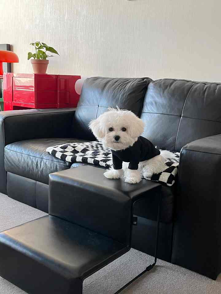 黒いレザーソファとペットステップの上に白い犬が座っているリビングの雰囲気のあるインテリア