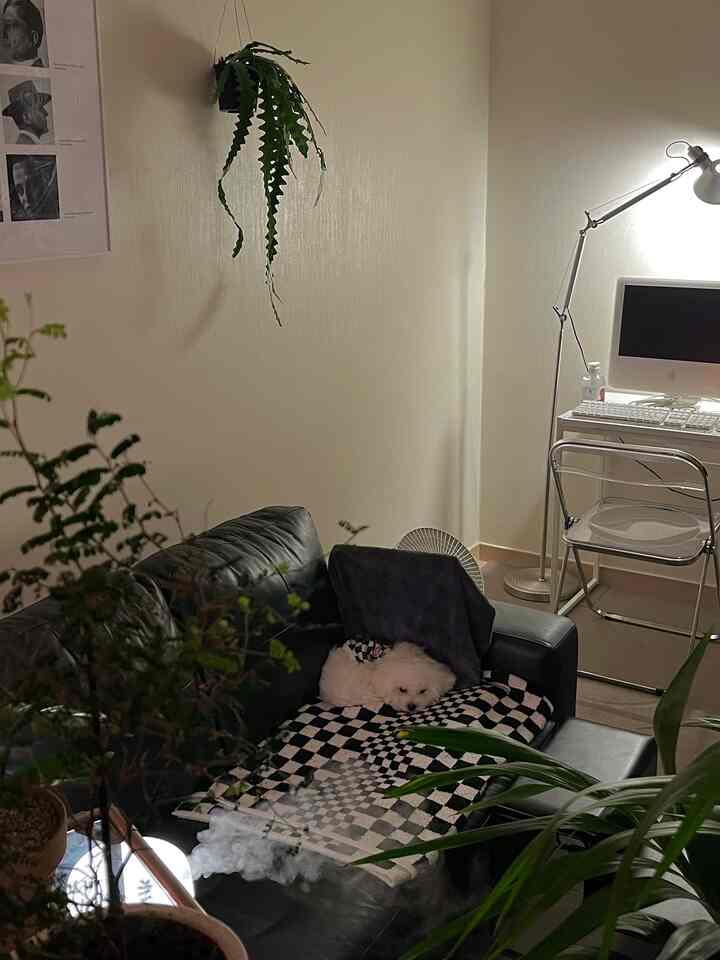 柔らかなホワイトとブラックの色調のワンルーム、ペットの犬と黒いリクライナーソファ、観葉植物とホームオフィスデスクが調和した落ち着いた空間