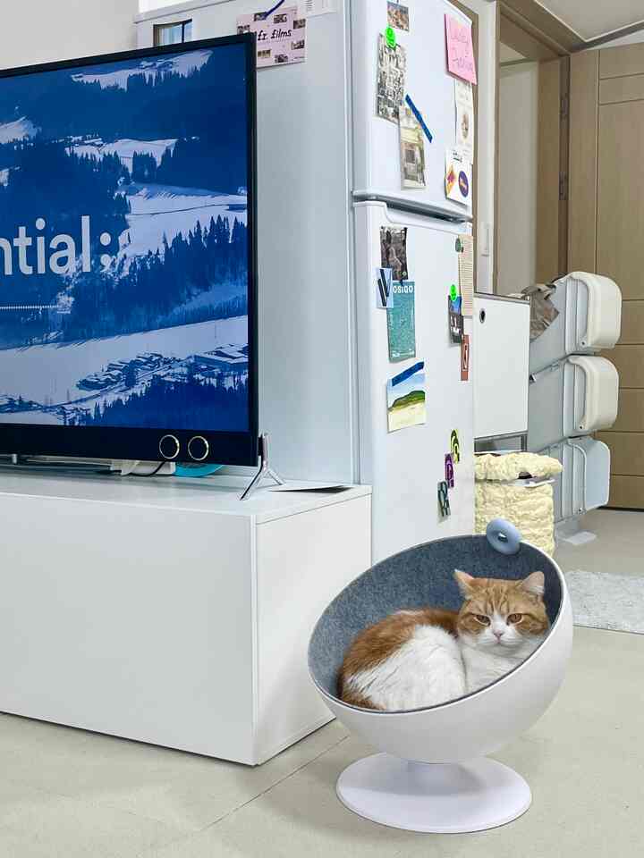 ホワイトトーンのリビングルーム。テレビ台と冷蔵庫のそばに丸いペットハウスに猫がくつろぐ、落ち着いた雰囲気のインテリア。