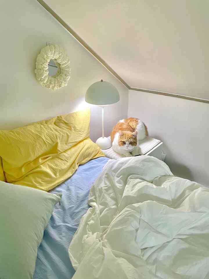 明るい白と黄色の色調の寝室、ベッドの上に黄色い枕とサイドテーブルに猫がいる落ち着いたインテリア