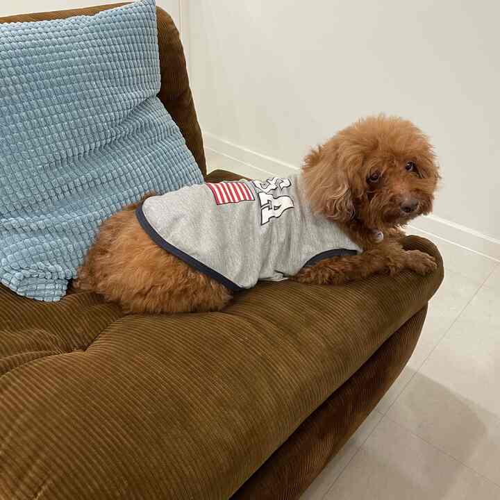 ブラウンのコーデュロイヴィンテージソファに犬がくつろいでいるリビングの印象的な空間