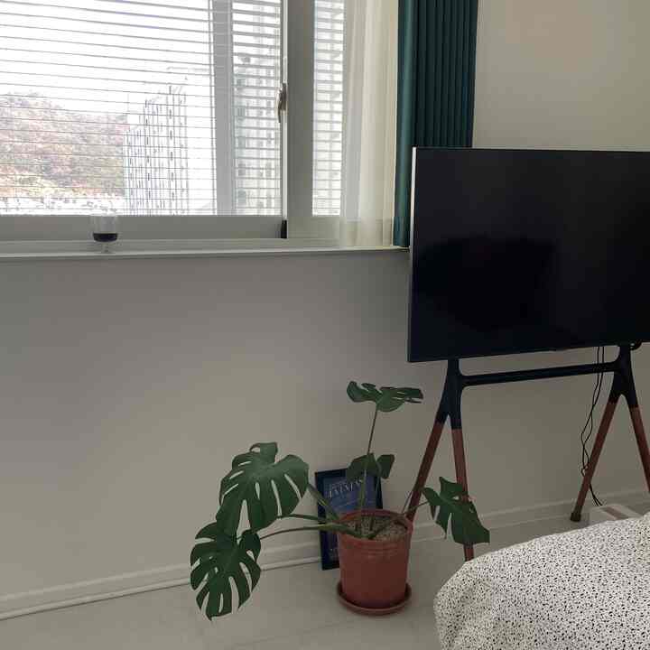 ホワイトトーンの寝室、大きな窓のそばにテレビ台とモンステラの植物が配置されたシンプルでモダンなインテリア