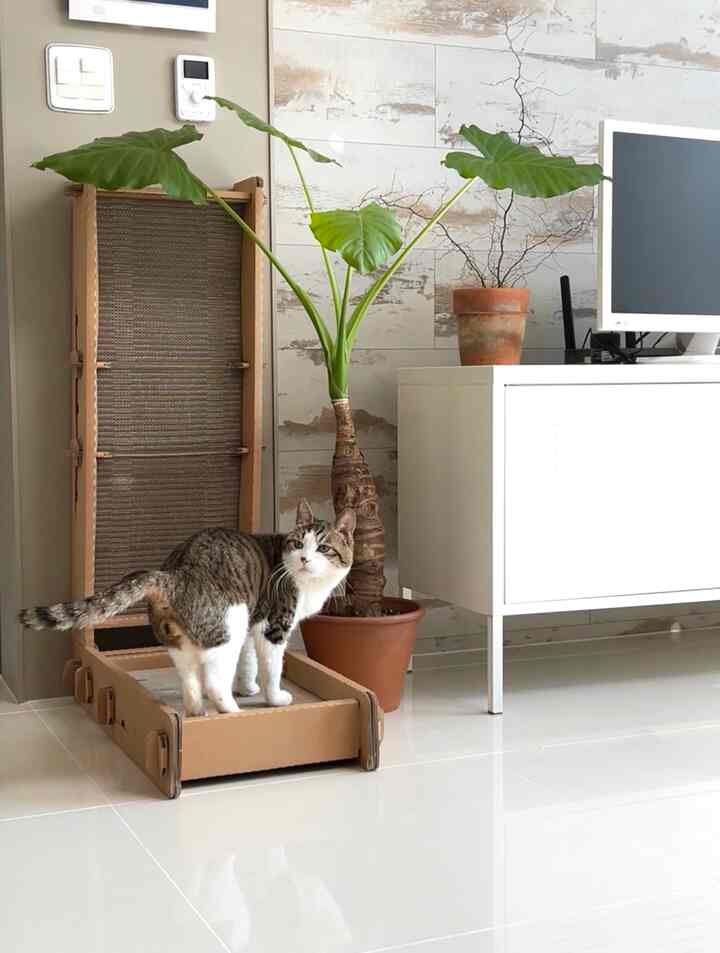 白と茶色のトーンのリビングスペース、キャットスクラッチャーの上にいる猫と大きな葉の植物が調和した清潔感のあるインテリア