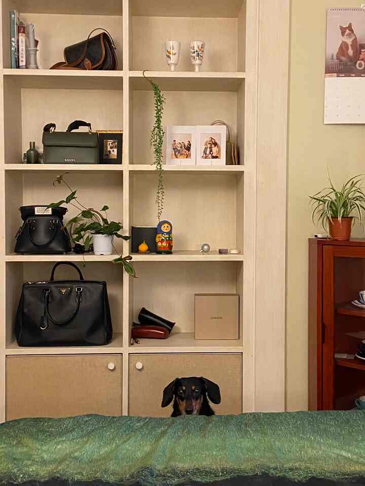 ベージュの木目調棚と緑の壁があるリビング、下部に犬の頭が見え、植物が配置された自然な雰囲気のインテリア