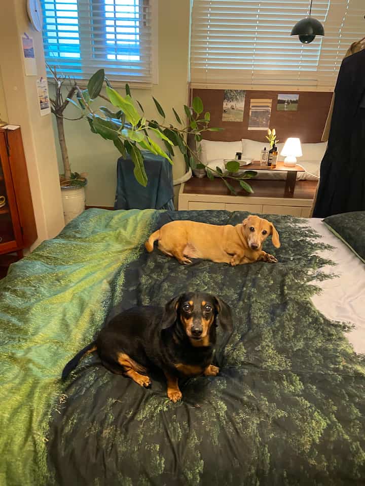 ナチュラルなグリーントーンの寝室、ベッドの上に二匹の犬が座っている雰囲気のある空間