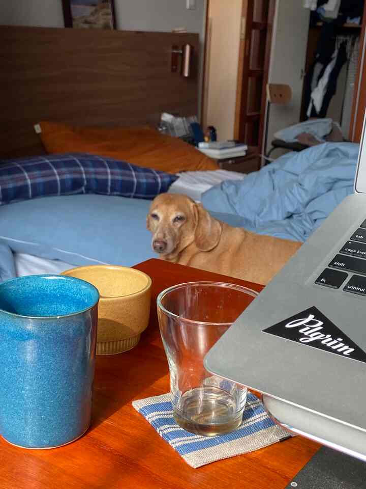 ブルーとブラウンの色合いの寝室、寝室にはベッドに横たわる犬とノートパソコンやカップのある木製のテーブルが配置された雰囲気のあるインテリア