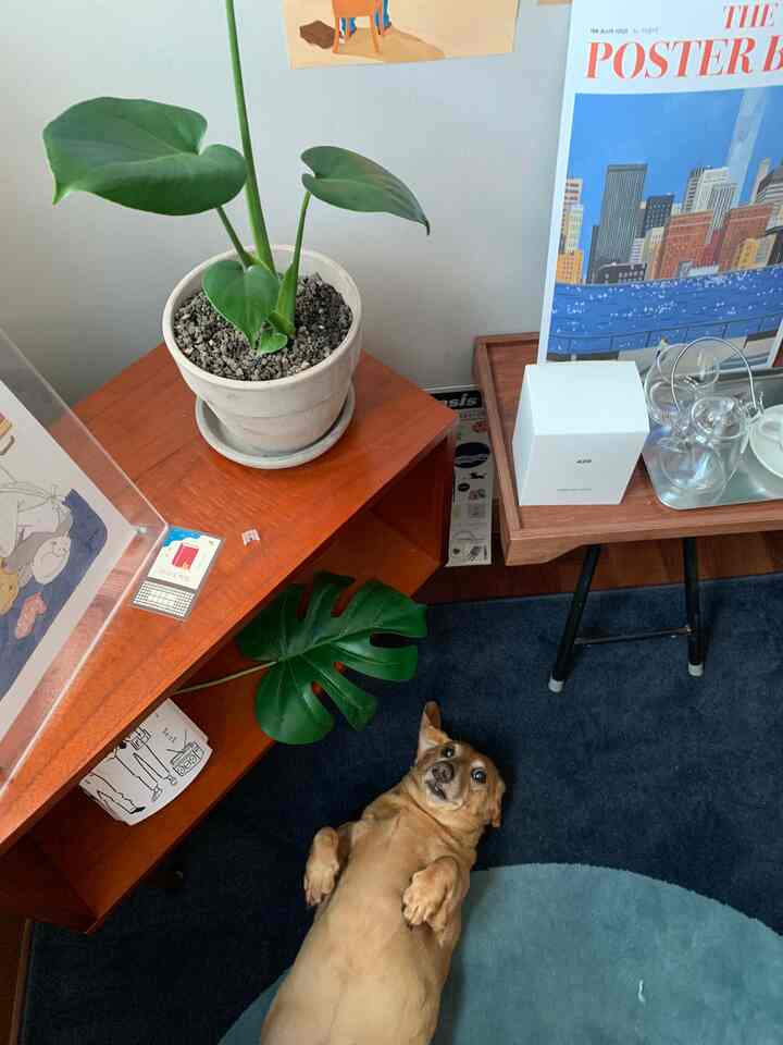 木目調の家具と緑の植物が配置されたリビング、青いラグの上に犬が横たわっている印象的な空間