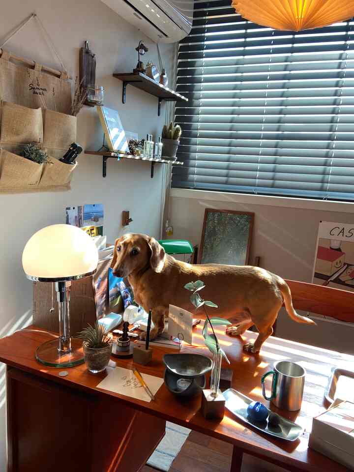 暖かい木目調のブラインドがある窓際のデスクに犬がいる、自然な雰囲気のホームオフィス