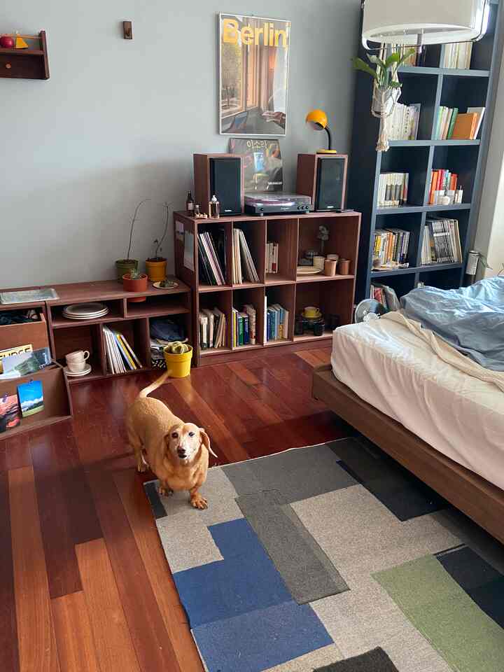 ナチュラルな木目調とパステルブルー、グレーのパッチワークラグがある清潔感のある寝室、ラグの上に犬が立っている