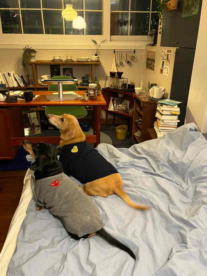 淡いグレーの寝具が敷かれた寝室、ベッドの上に2匹の犬が座り、中央にデスクとコーヒー道具が配置された雰囲気のあるインテリア