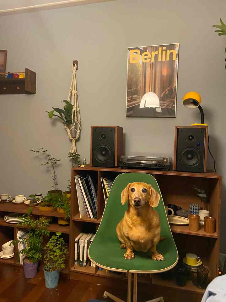 グリーンと木目調が調和するリビングルーム、ヴィンテージのグリーンのイームズチェアに犬が座り、木製の棚と植物が配置された雰囲気のあるインテリア