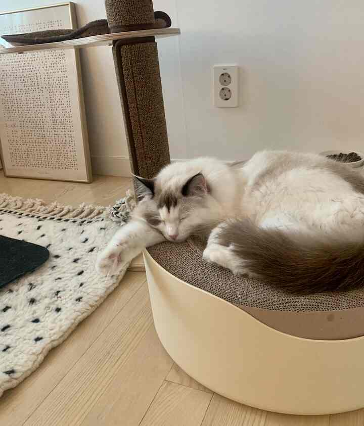 ベージュと木目調のリビング、ベージュのキャットモナイトつめとぎベッドにくつろぐ猫がいる雰囲気のあるインテリア