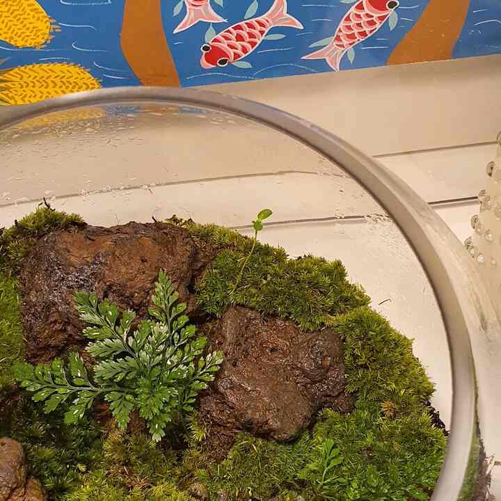 ナチュラルカラーのリビング、姿見の隣に収納キャビネット、その上にDIY苔テラリウムキットと絵が配置された雰囲気のあるインテリア