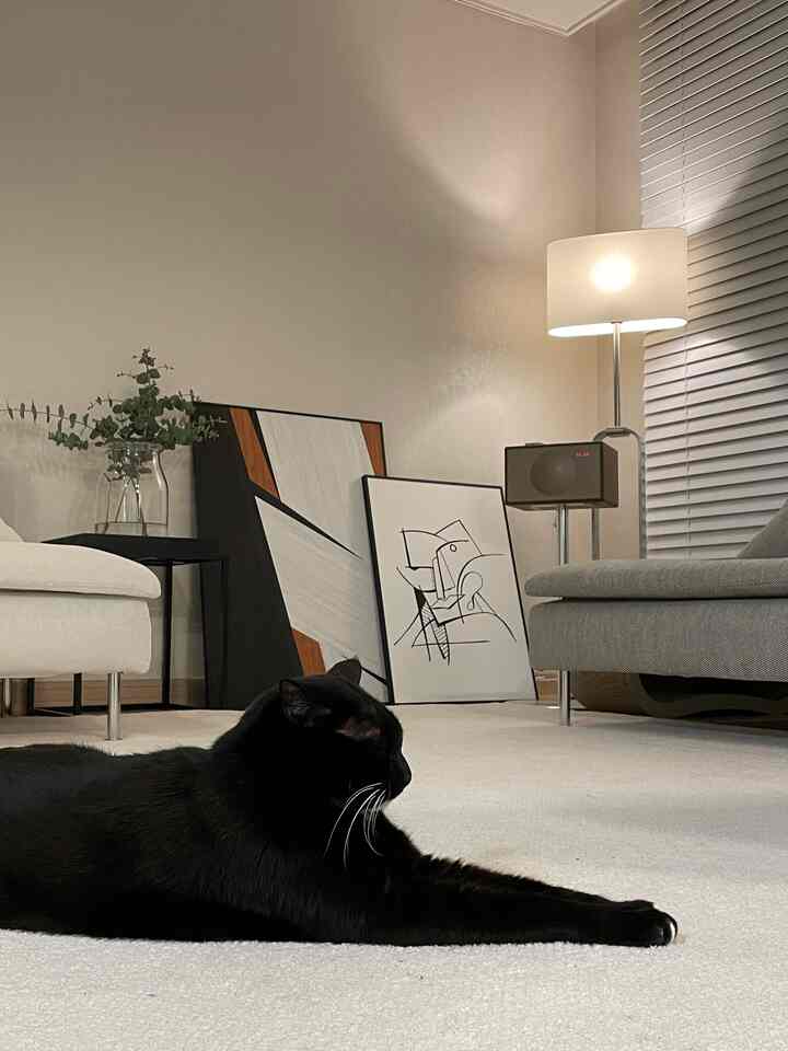 ナチュラルカラーの猫と暮らすリビング、モダンな家具とホームギャラリーが調和した雰囲気のあるインテリア