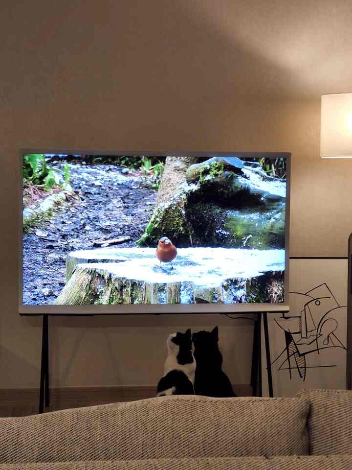 暖かいホワイトトーンのリビング、ソファ前に座る二匹の猫とテレビを見つめるフロアランプがある落ち着いた空間