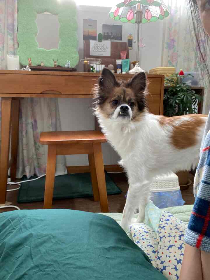 ウッドトーンとラベンダーカラーの調和がある寝室、化粧台と犬が配置された自然な雰囲気のインテリア