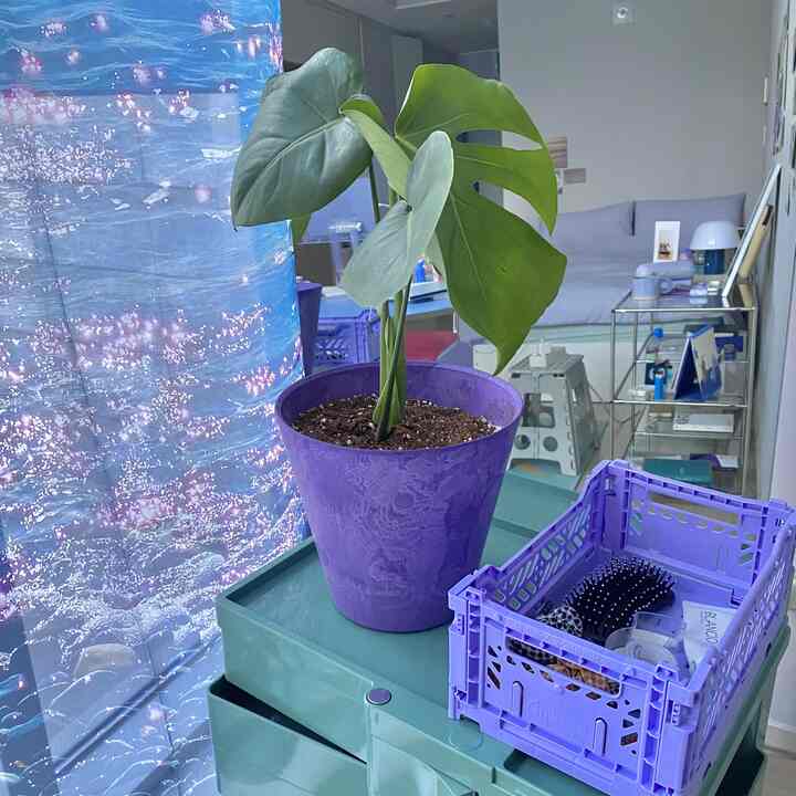 紫色の鉢と収納ボックスが配置され、中央に緑の植物がある、清潔でモダンな寝室の雰囲気のあるインテリア