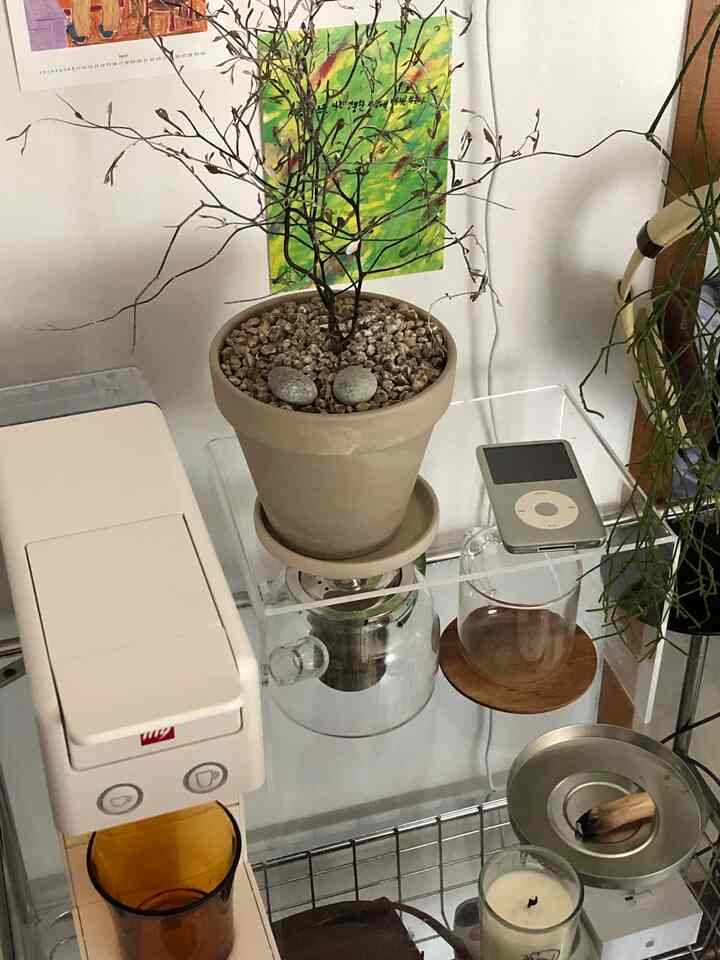 ナチュラルな色調のキッチンスペース、透明なアクリル棚とコーヒーマシン、鉢植えが配置されたすっきりとした収納空間