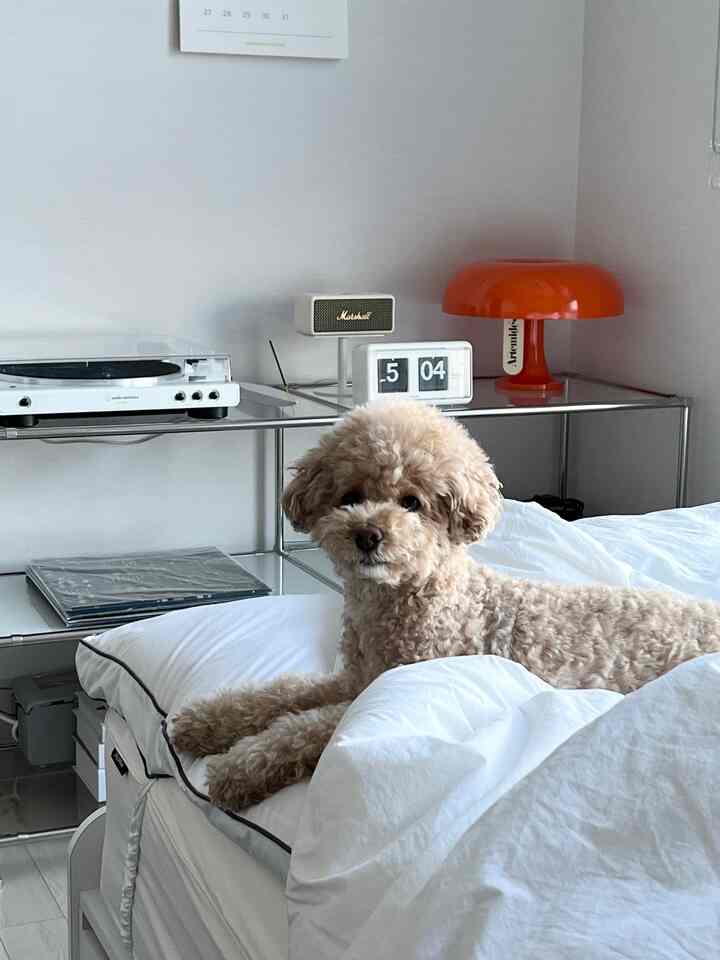 ホワイトトーンの寝室、ベージュ色の犬が白い寝具の上に横たわり、モダンな家具とオレンジのテーブルランプが配置された雰囲気のあるインテリア