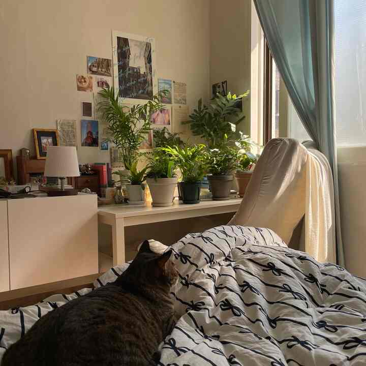 白い壁とスカイブルーのカーテンが調和した寝室、ベッドの上の猫と多くの植物が配置され、落ち着いたナチュラルな雰囲気のインテリア