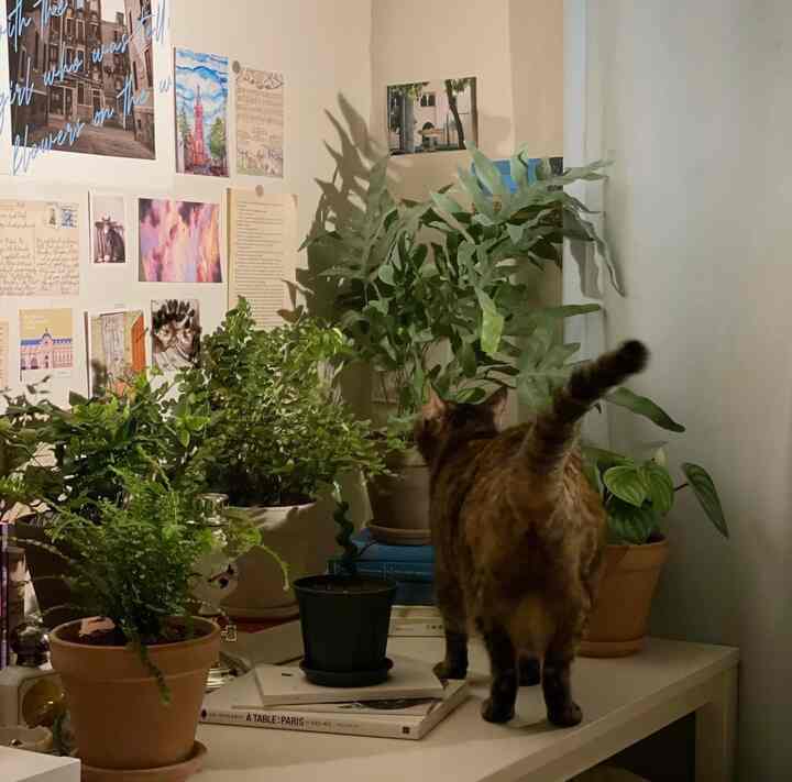 ベージュ色の壁と間接照明のある寝室、テーブルに置かれた植物とそれを見つめる猫が配置された自然な雰囲気のインテリア