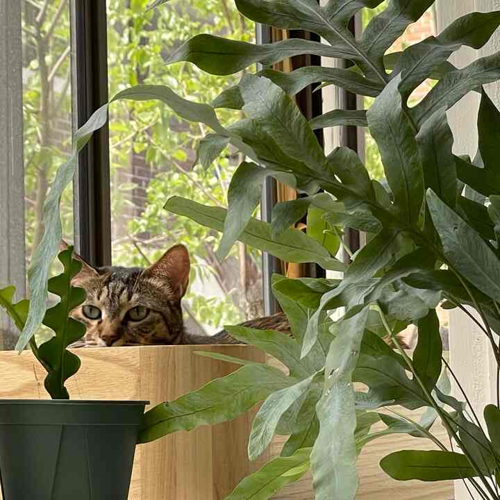 自然な木目調と緑の植物が配置された空間、窓際の木製プラントスタンドに猫が座っている姿