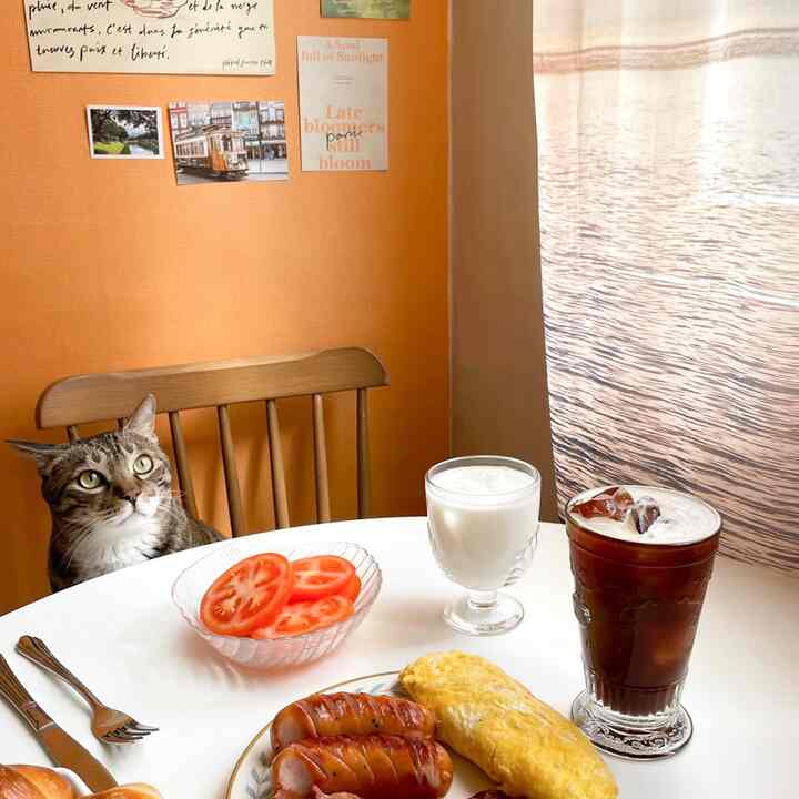 明るいオレンジの壁と木製の椅子があるダイニングスペース、猫と料理が調和した雰囲気のあるおうちカフェ