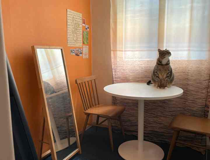 オレンジのアクセントウォールと木目調家具、丸テーブルの上に猫がいる雰囲気のあるリビング