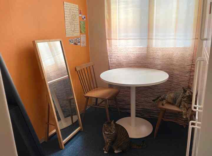 オレンジの壁と青いカーペットのスタジオアパートメント、丸テーブル、木製の椅子、全身鏡、2匹の猫がいる落ち着いた空間