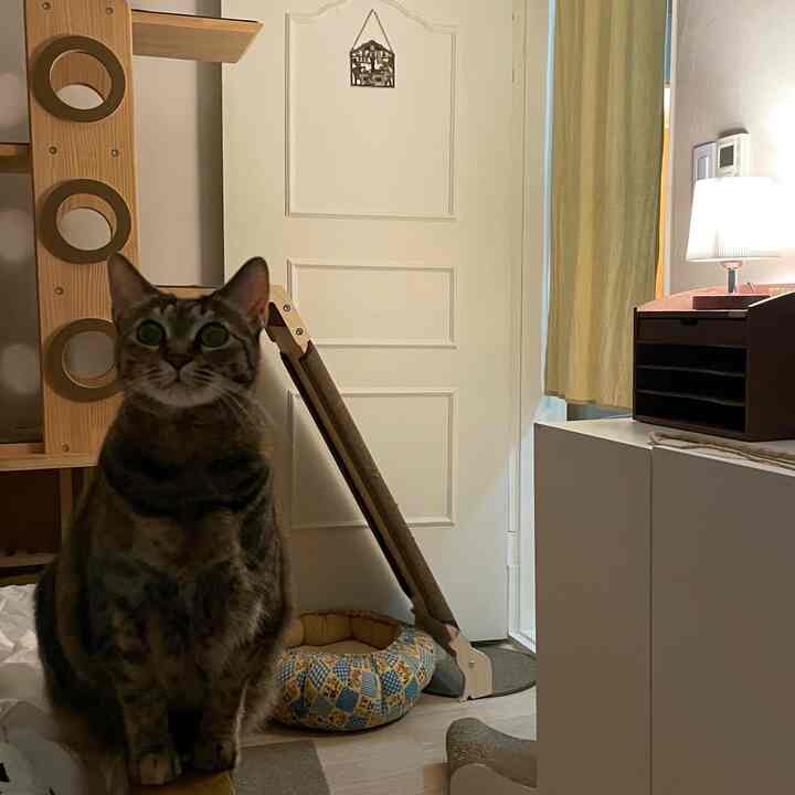 ナチュラルな色調の寝室、木製キャットタワーと猫、カーテンが配置された落ち着いた雰囲気のインテリア