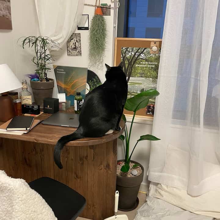 ホワイトとウッドトーンの調和がとれた寝室、デスクの上の猫と植物が落ち着いた雰囲気を演出する空間