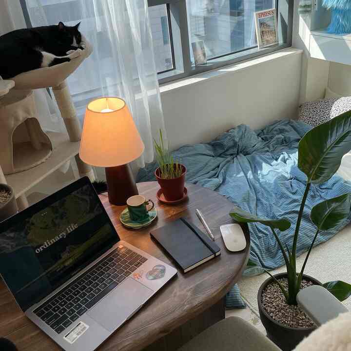 青い寝具と木製テーブル、猫とキャットタワーが配置された雰囲気のあるワンルーム寝室