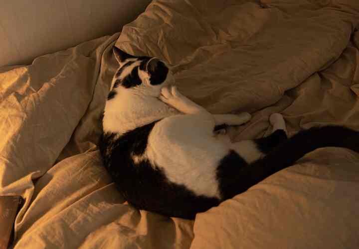 暖かいベージュ色調の寝室に黒白の猫が柔らかなベッドの上でくつろいでいる様子