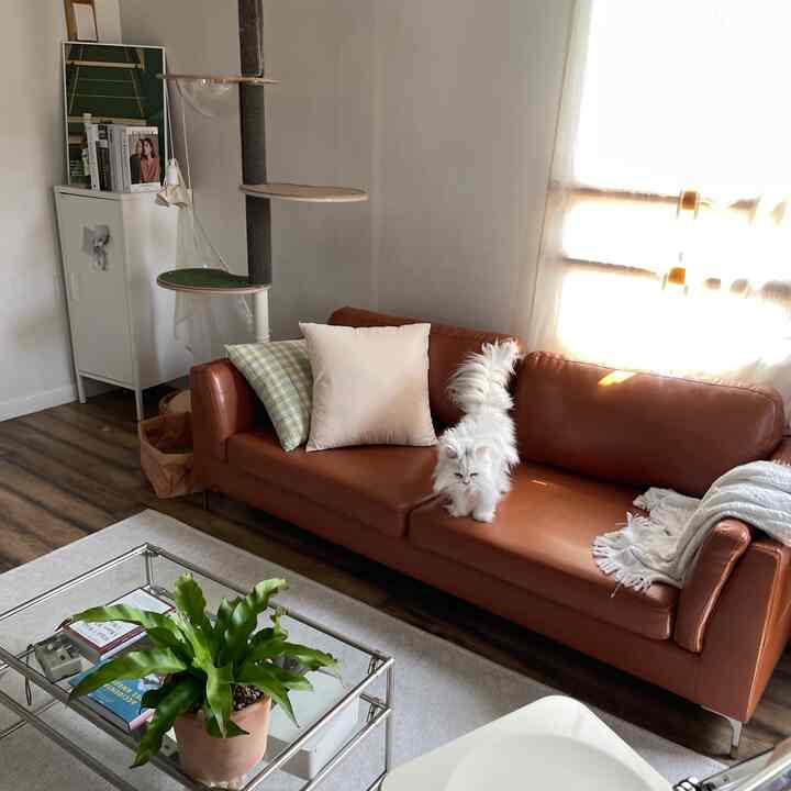 暖かい木目調のナチュラルモダンなリビングルーム、オレンジのソファと猫タワーが配置された居心地の良い空間