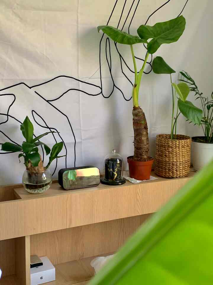 ナチュラルな木目調の収納棚に多様な植物が配置され、清潔で居心地の良い雰囲気のあるインテリア