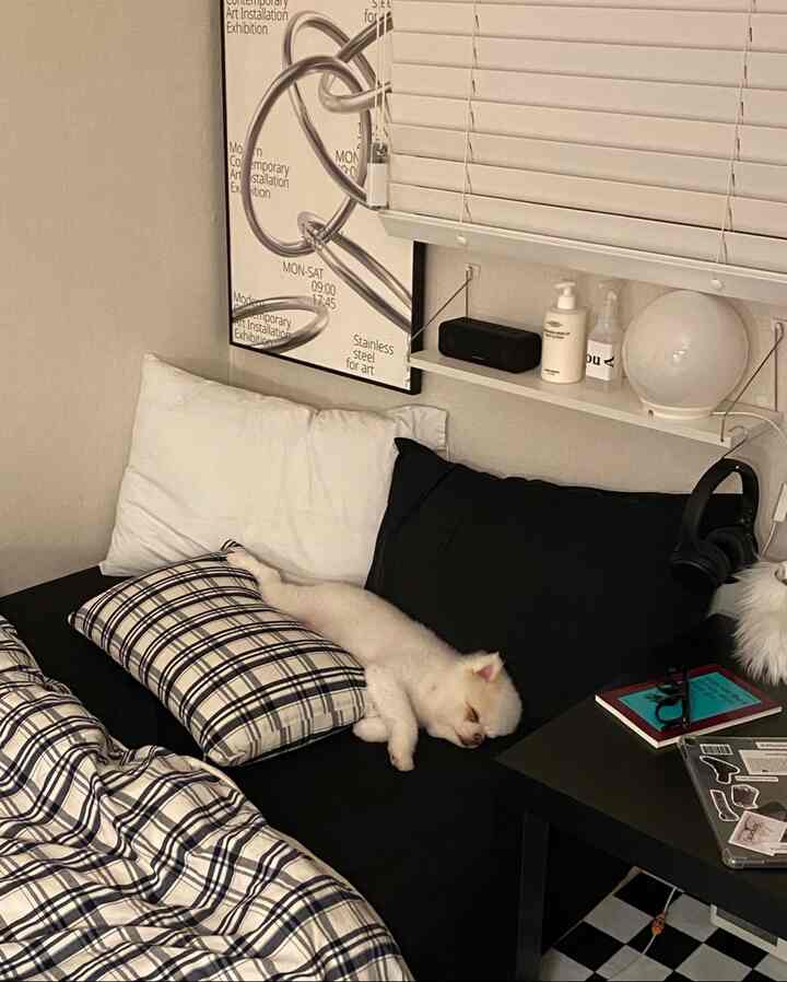 モダンな白と黒の色調の寝室、黒いサイドテーブルとベッドの上で眠る白い犬がいる、雰囲気のあるインテリア