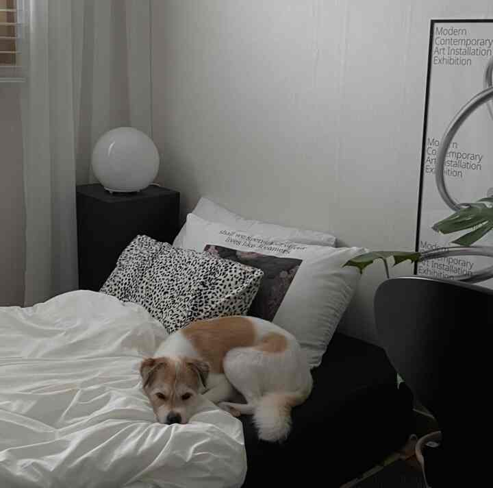 白とナチュラルカラーの寝室、中央に布団と枕のベッドと犬が横たわる雰囲気のある空間