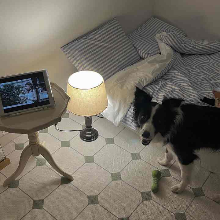 白い色調とグリーンの模様のラグが敷かれたコンパクトな寝室、ストライプの寝具の上に黒い犬がいる落ち着いた空間