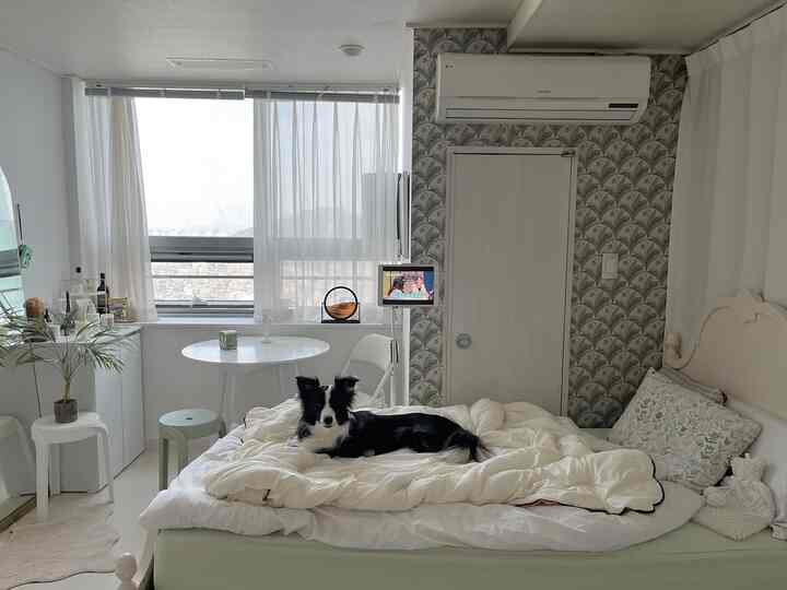 白を基調とした寝室、窓際に丸テーブルとスツールが置かれ、中央に犬が横たわるベッドが落ち着いた雰囲気のインテリア