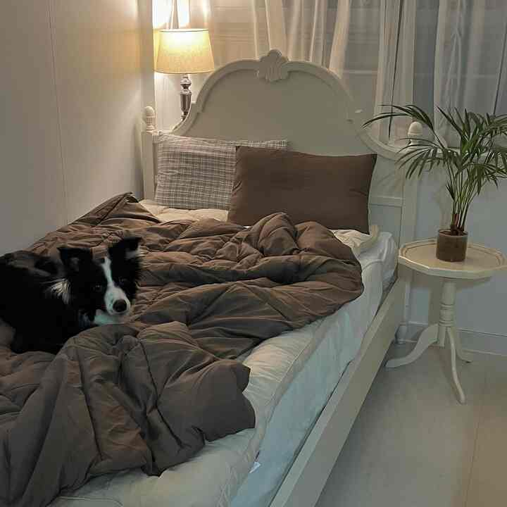 白と茶色の落ち着いた雰囲気の寝室、ベッドの上で犬がくつろいでいる印象的な空間