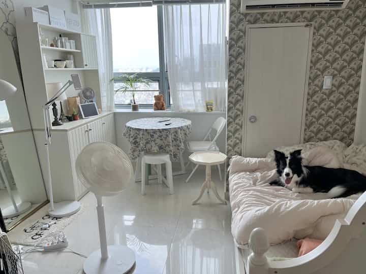 白を基調とした小さなリビングルーム、ソファベッドの上に犬がいるシンプルで居心地の良い空間