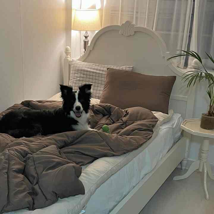 柔らかなホワイトとブラウンの木目調が印象的な寝室、温かみのある寝具とベッドにいる犬が配置された雰囲気のあるインテリア