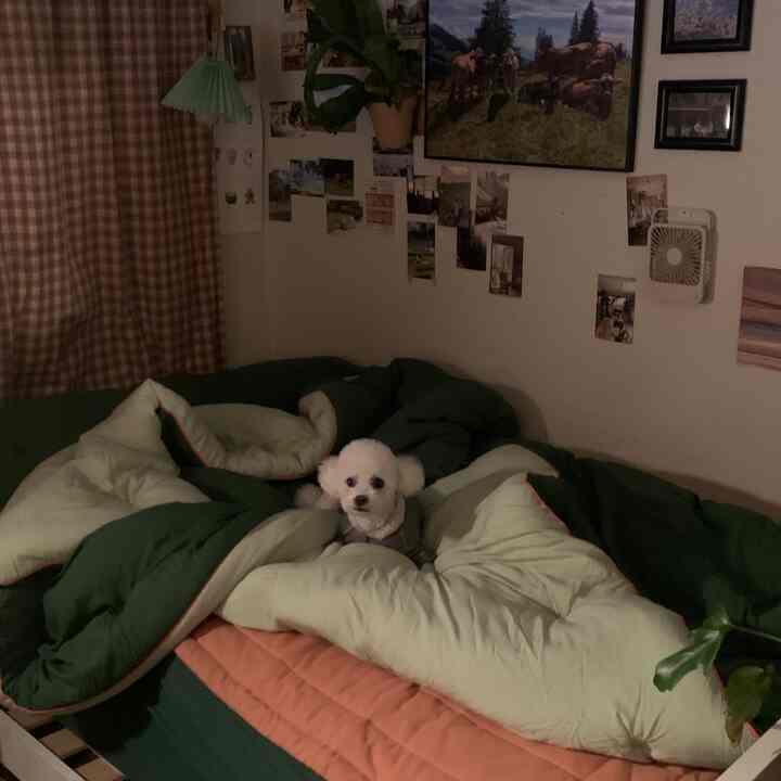 ベージュの壁とグリーンの寝具がある居心地の良い寝室、中央に小さな犬がくつろいでいる印象的な空間