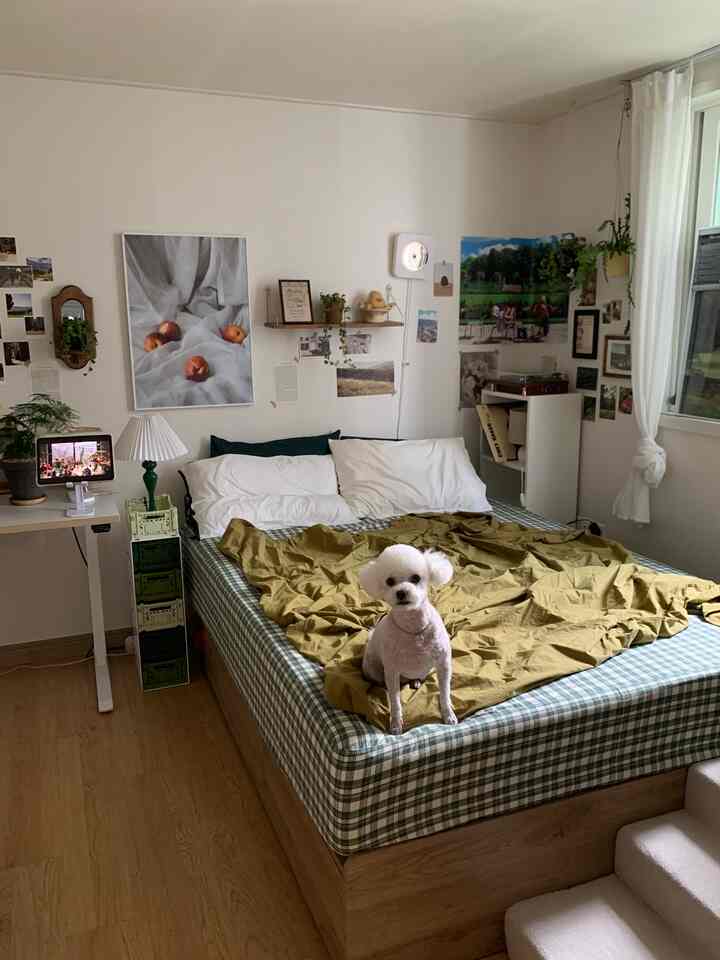 白い壁とカーテン、グリーンチェックのベッドに犬がいるナチュラルな寝室のインテリア